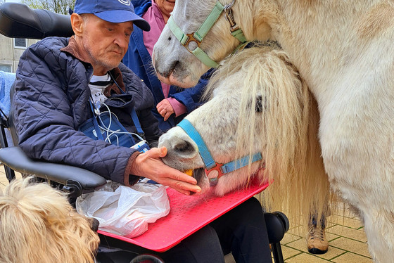 Hospizgast Herr S. füttert die beiden Usedomer Ponys