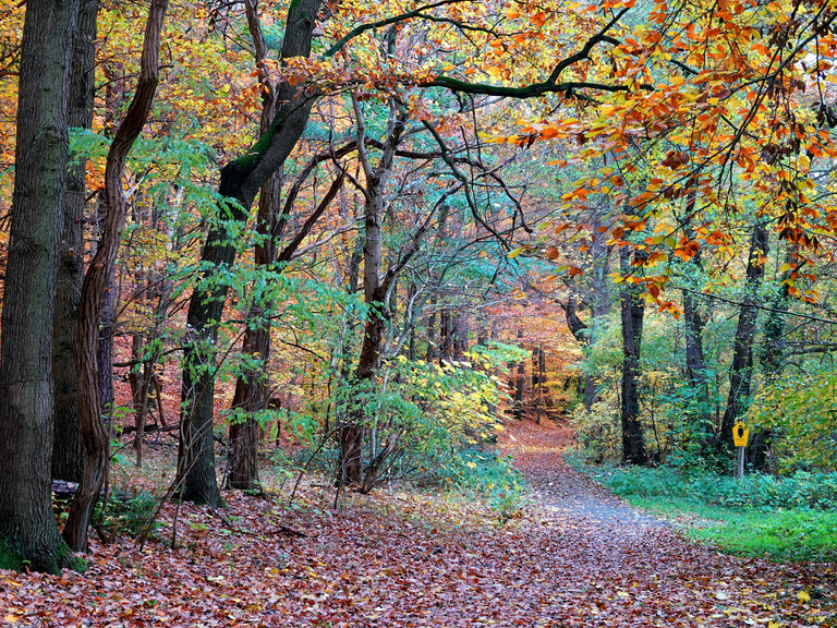 Blick auf einen Waldweg im herbst, goldene Blätter hängen an den Bäumen und säumen den Weg Blick auf einen Waldweg im herbst, goldene Blätter hängen an den Bäumen und säumen den Weg