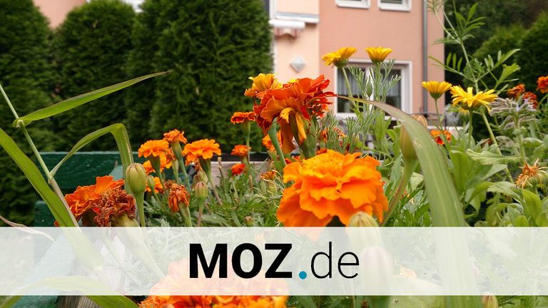 Kläre Weist Seniorenzentrum - Petershagen - Azubis aus Zementwerk Rüdersdorf helfen im Garten der Senioreneinrichtung