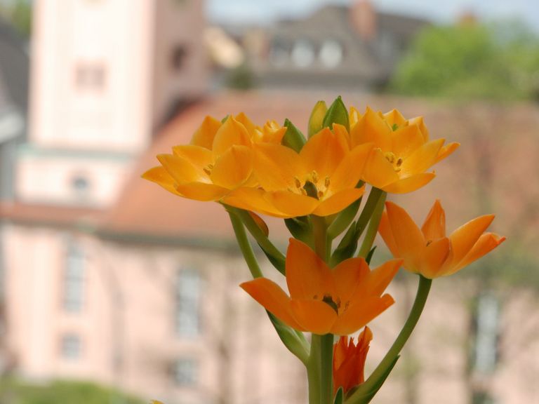 Immanuel Seniorenzentrum Schöneberg - Servicewohnen - Blick vom Balkon - Blumen