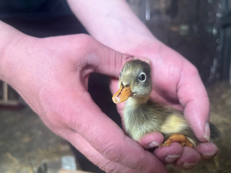 Küken wird in Händen gehalten - Immanuel Therapiezentrum Röthof